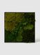 Frame 30 Evergreen Vertical Garden_1