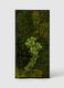 حديقة عمودية مستطيلة دائمة الخضرة_1